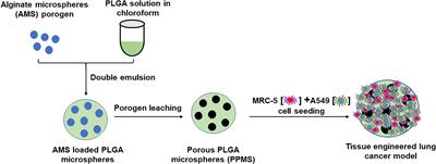 Porous Polymeric Microspheres With Controllable Pore Diameters for Tissue Engineered Lung Tumor Model Development